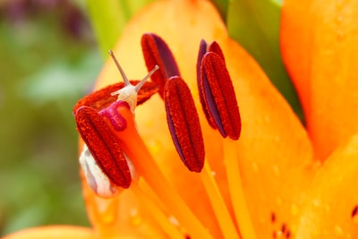 Orange petals
